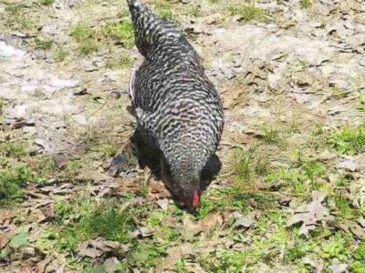 Why You Should Be Letting Your Chickens Out Image